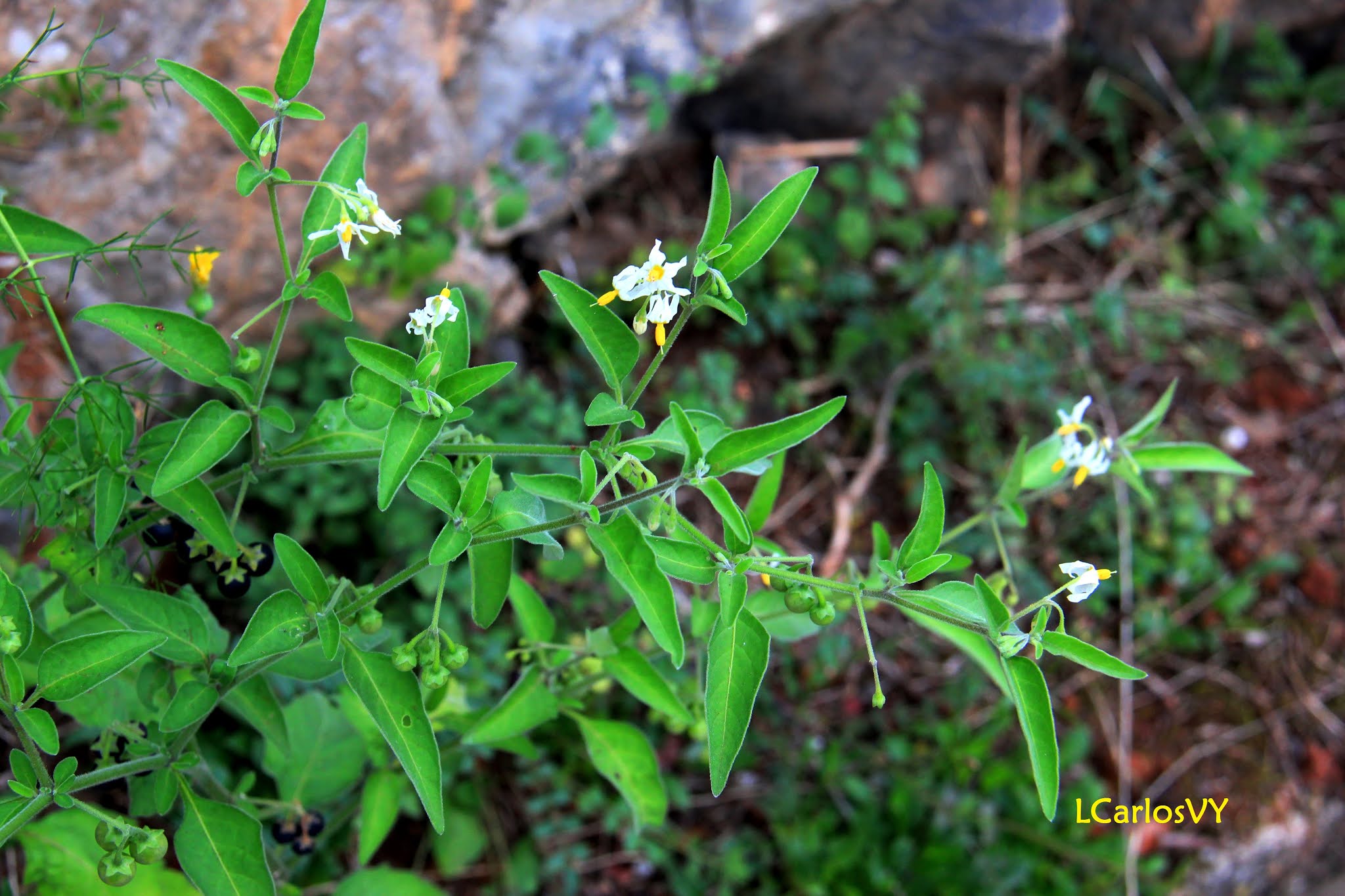 Plantas silvestres de Asturias Hierba mora, Tomatillo del diablo