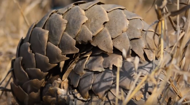 Pangolin Pulları