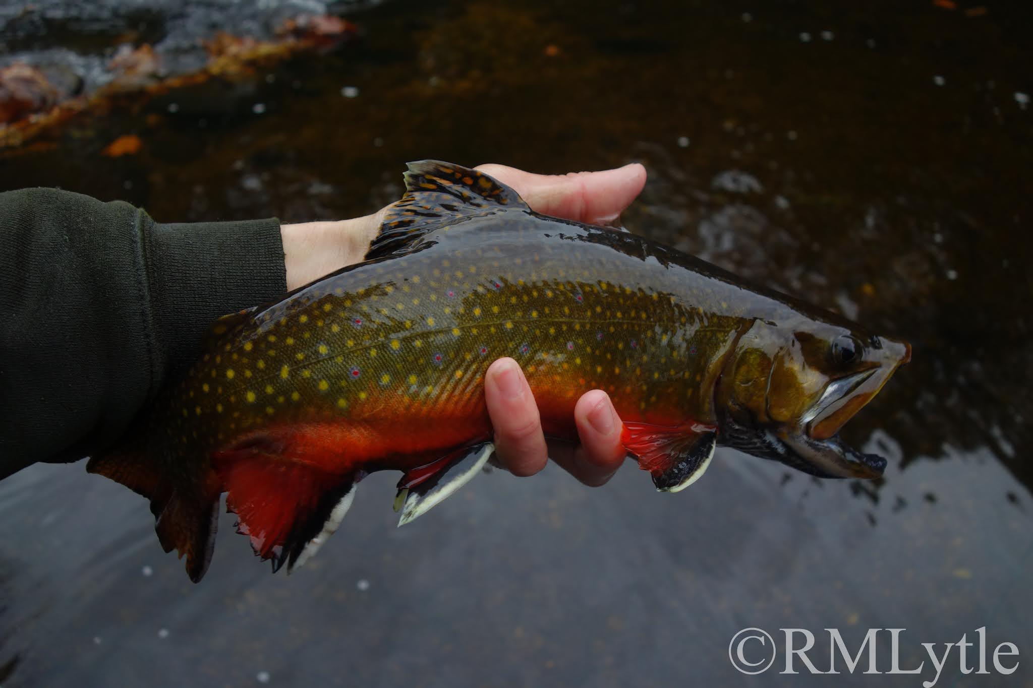 Connecticut Fly Angler Connecticut Tiger Trout Hypocrisy