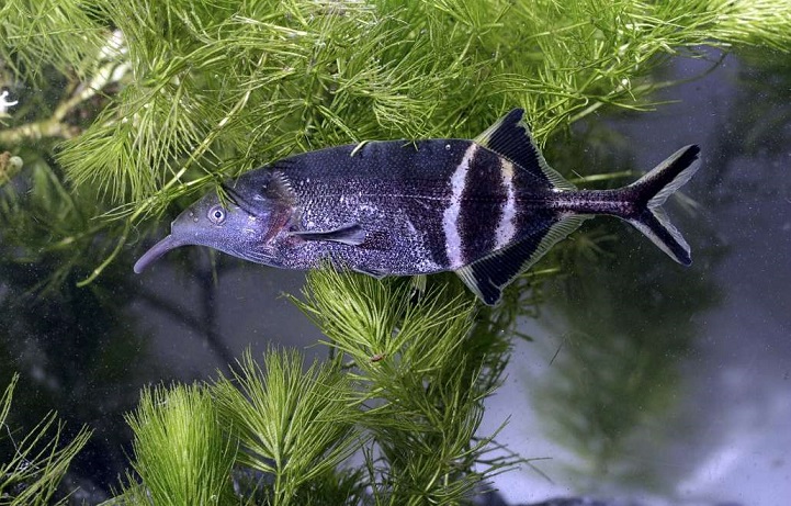 Apa Yang Disebut Ikan Belalai Gajah Dan Apa Keistimewaannya Belajar Sampai Mati