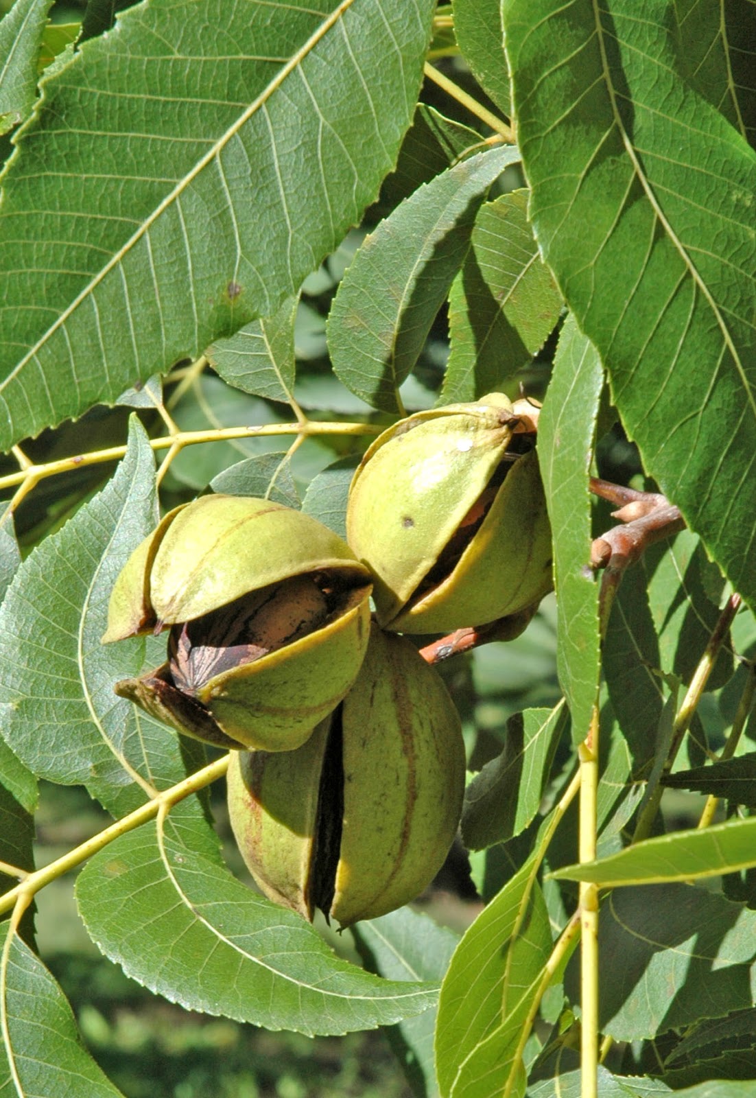 Northern Pecans The phenology of early ripening in pecan