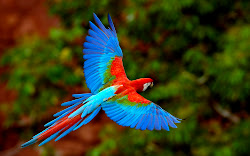 parrot birds bird flying ten parrots wallpapers animals pretty macaw flight beauty colorful nature brazil stunning incredible gorgeous rainforest desktop
