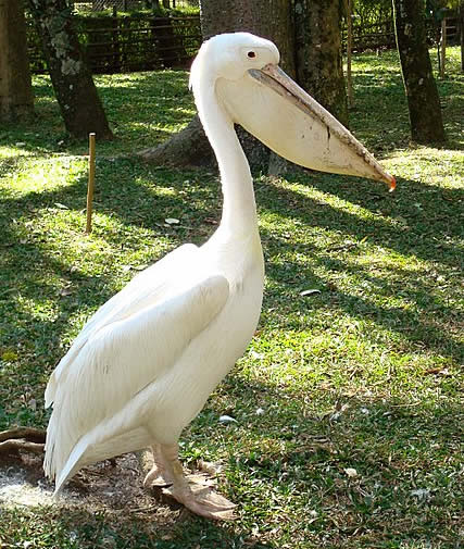 Albino Pelican
