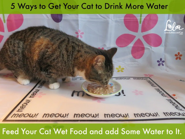 Five Tips to Get Your Cat to Drink More Water