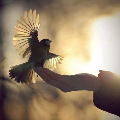 'Melhor um pássaro na mão'...