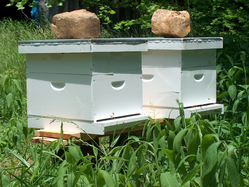How To Keep Bees Without Being Stung To Death
