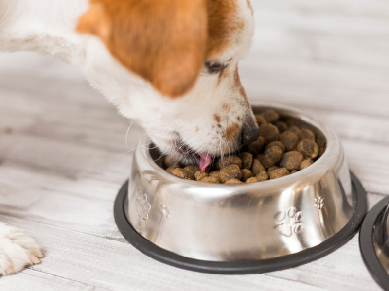 17 Things You Should Know about Your Pet's Food