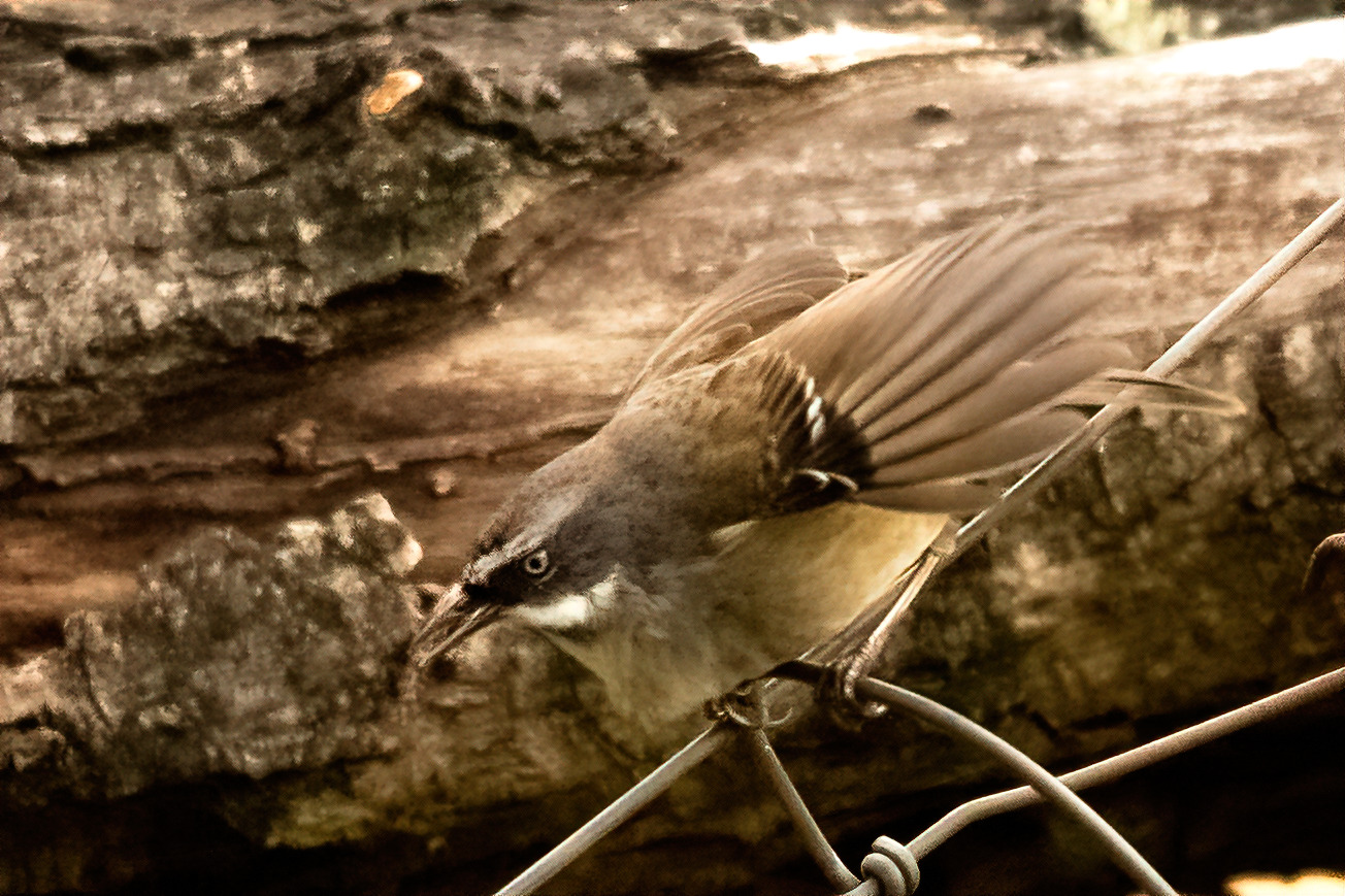 Whitebrowed Scrubwren Sericornis frontalis