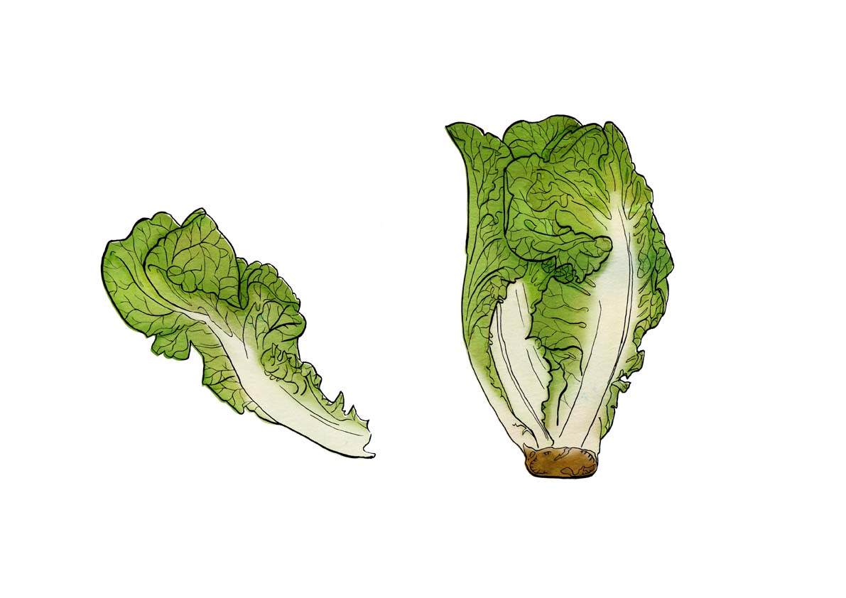 lettuce leaf clip art - photo #12