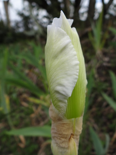 Une saison en iris (2019) DSC01412