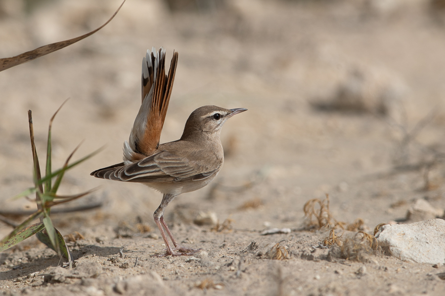 Birds of Saudi Arabia: Rufous-tailed Scrub Robin – Jubail