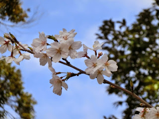 静桜