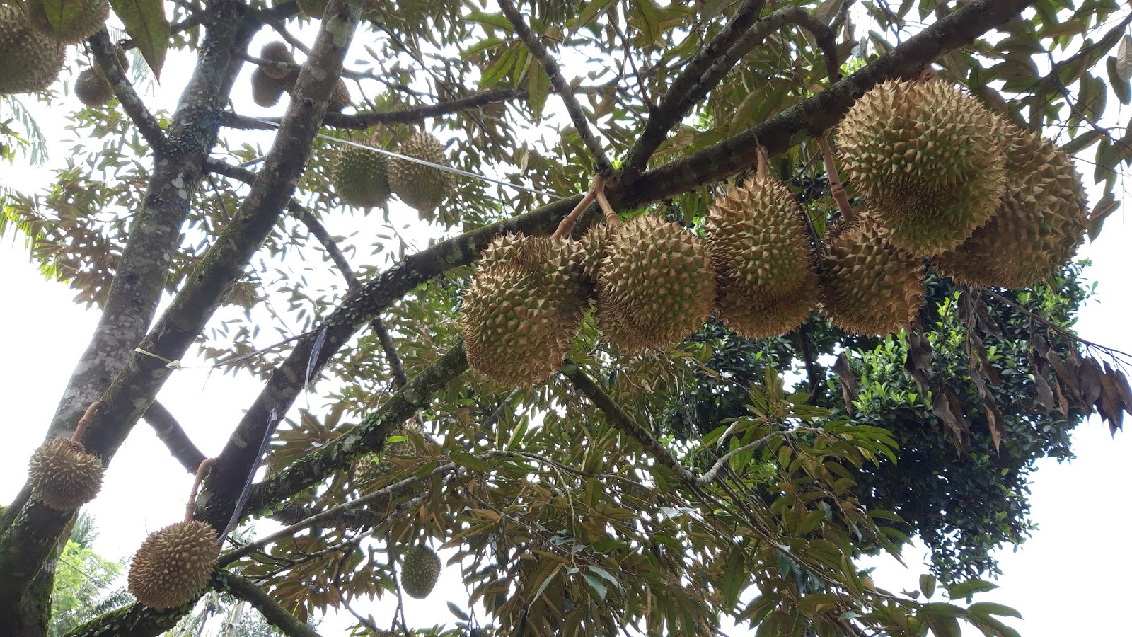 Wisata Kebun Durian Candimulyo SENTRA KEBUN DURIAN