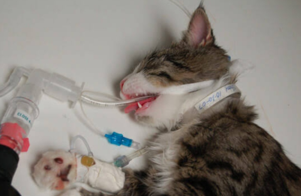 Кошка ходит после наркоза. Кот отходит от наркоза. Кошка ходит после наркоза. Кошка после наркоза после стерилизации. Кошка ходит после наркоза.