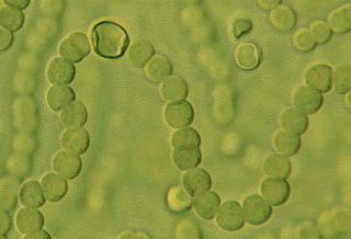 pequeño bacteriano implicado asimilación nitrógeno