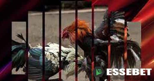 Essebetting88 APAKAH ITU SITUS S12888 PERMAINAN JUDI ADU AYAM