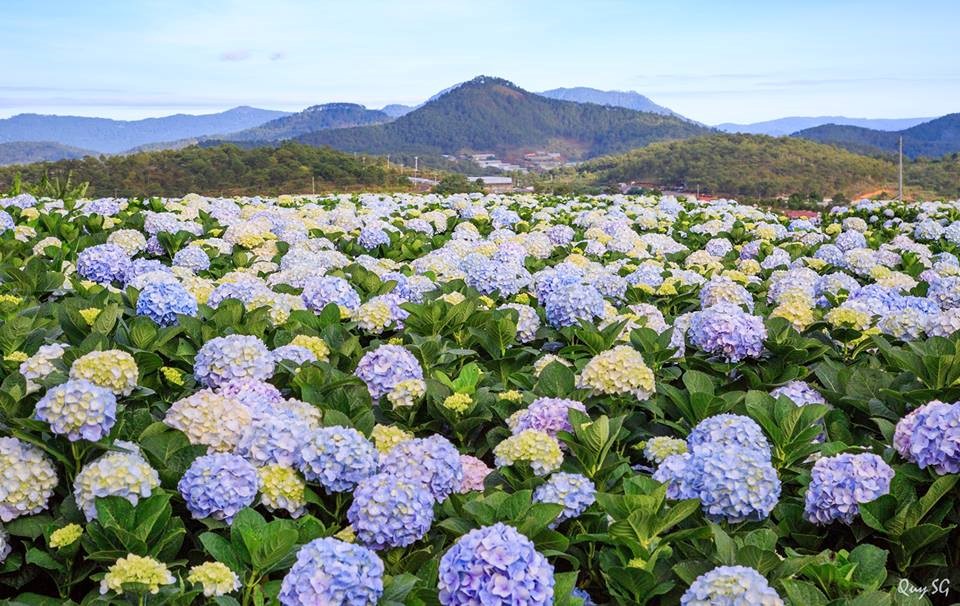 Gợi ý chi tiết lịch trình tham quan du lịch Đà Lạt trong 1 ngày