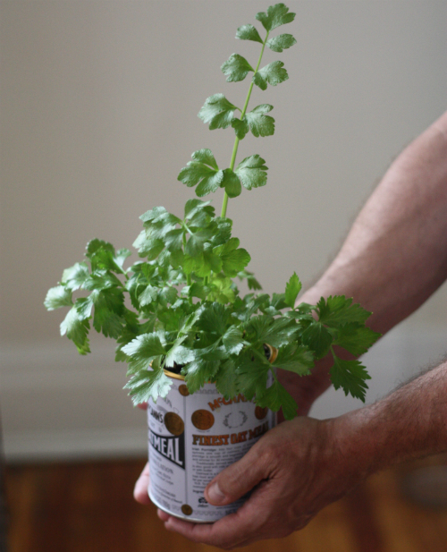 Progress Report Regrowing Celery from the Base 17 Apart