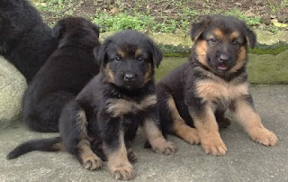 Black German Shepherd puppies