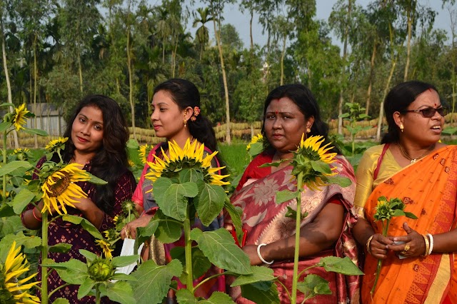 দর্শনার্থীদের নজড় কাড়ছে কাকিনার সূর্যমুখী বাগান