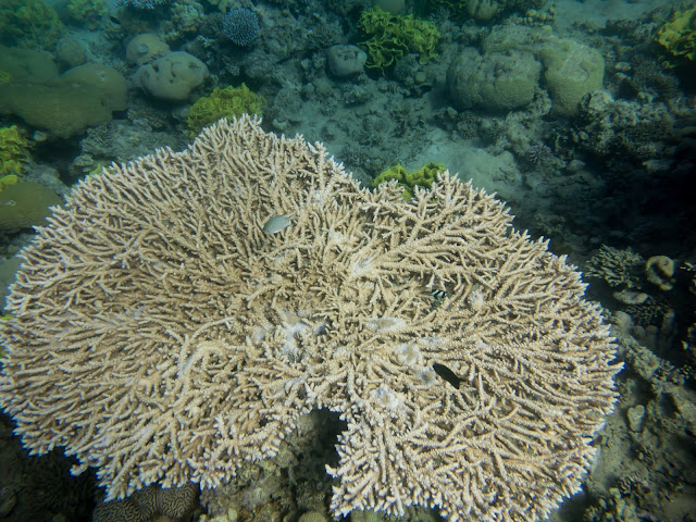 Aqaba Scuba Diving 39