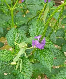 Manfaat Belalang Sembah Bagi Tanaman Sebagai Pembasmi Hama Lain  Belalang sembah atau orang sunda menyebutnya dengan congcorang adalah salah satu serangga Manfaat Belalang Sembah Bagi Tanaman Sebagai Pembasmi Hama Lain