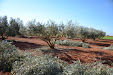 Pruning olive trees