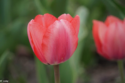 pink tulip photo by mbgphoto