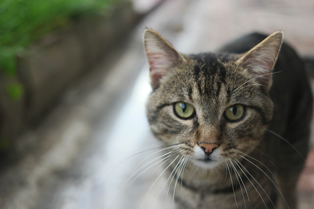 Cara Menemukan Kucing Hilang ala Jepang Ini Terbukti Efektif dan Mengejutkan Netizen!