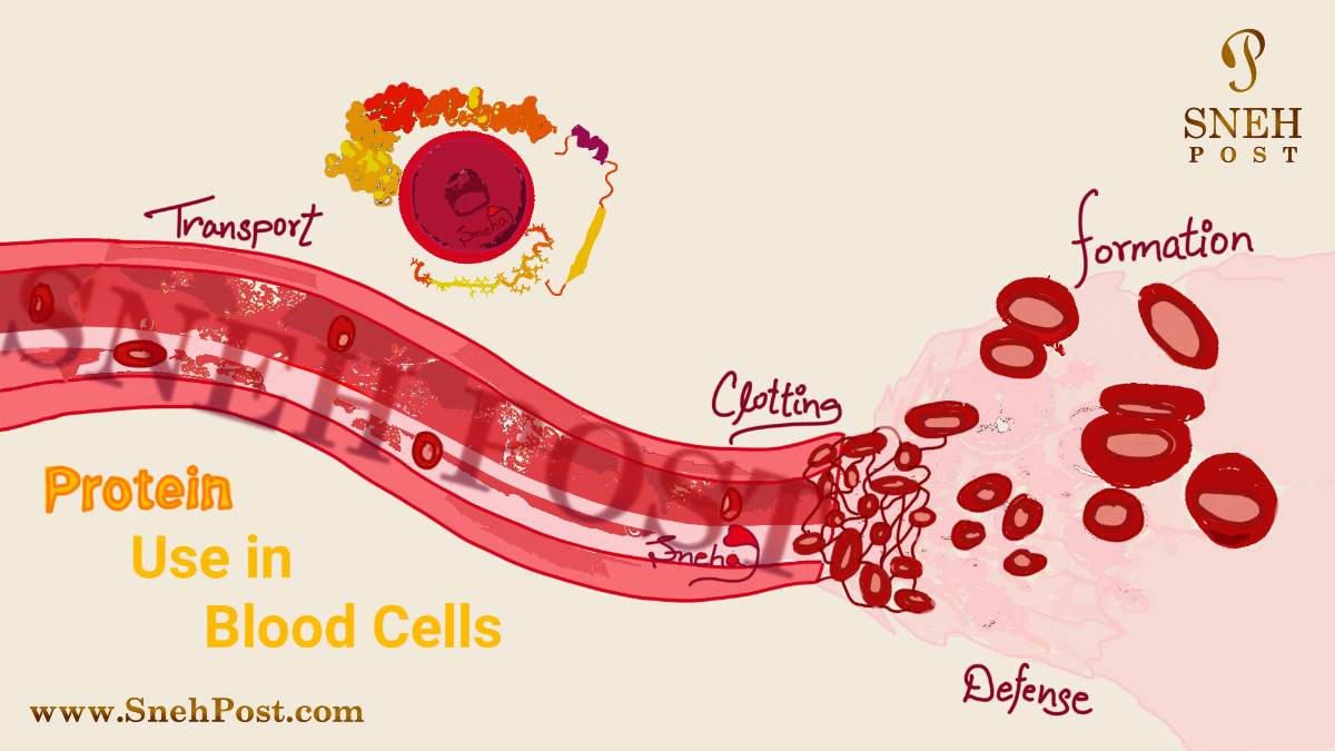 Blood protein in red blood cells: unsaid roles of hidden proteins in blood functions; illustration by sneha