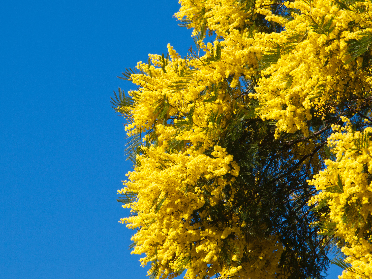 Joel Bramley Photography Milk and spinning tops