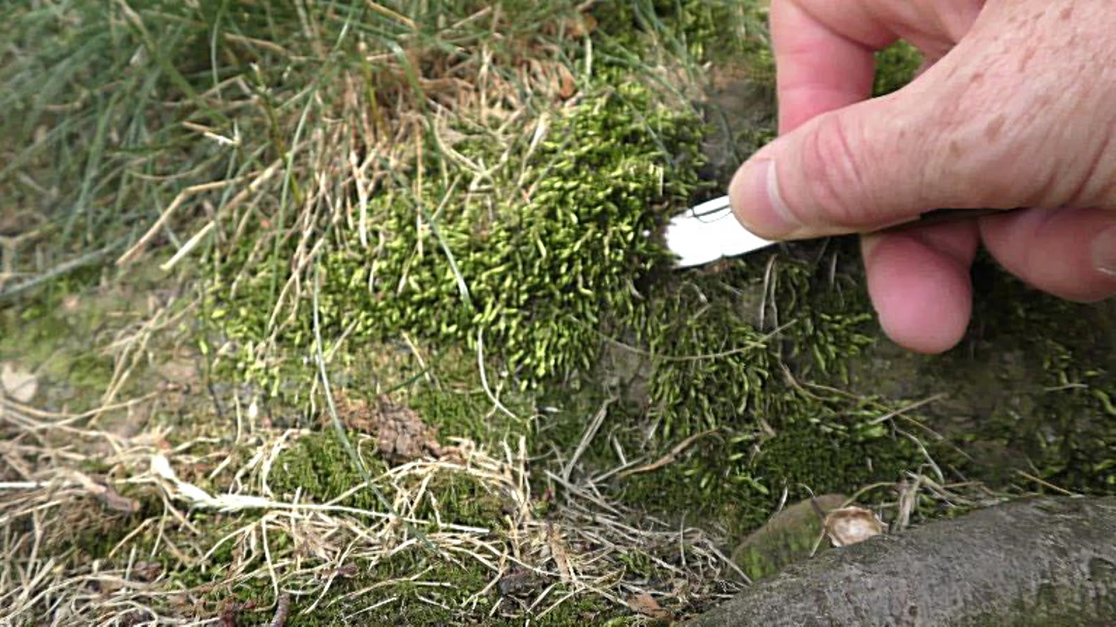 Random Bits Two Ways to Grow Land Moss Underwater