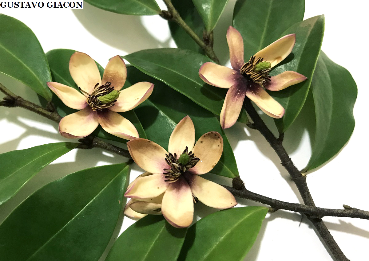 Viveiro Ciprest - Plantas Nativas e Exóticas: Magnólia Anã Perfumada -  Michelia figo