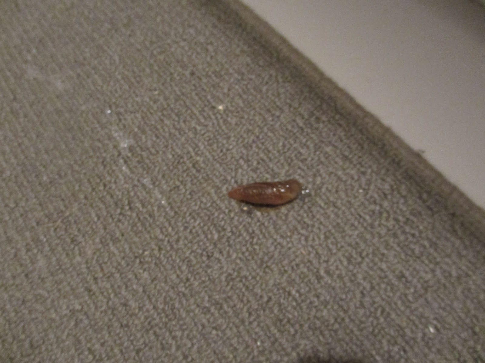 Kia Ora: Slugs, Bugs, and other UGS