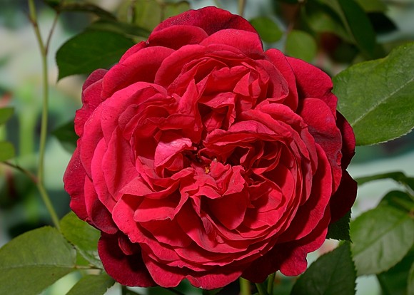 L.D.Braithwaite rose сорт розы фото  