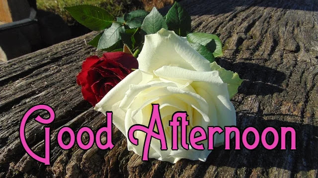 Good Afternoon Flower HD Image