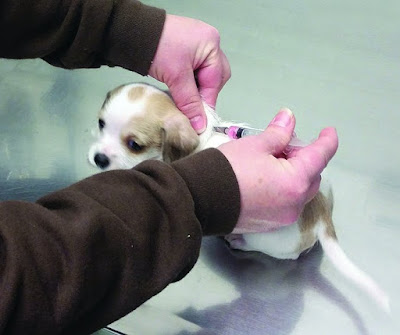 When can i take my puppy outside after vaccinations When can i take my puppy outside after vaccinations