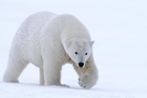 More Than 500 Species Of Land Animals May Disappear - Altered Brains