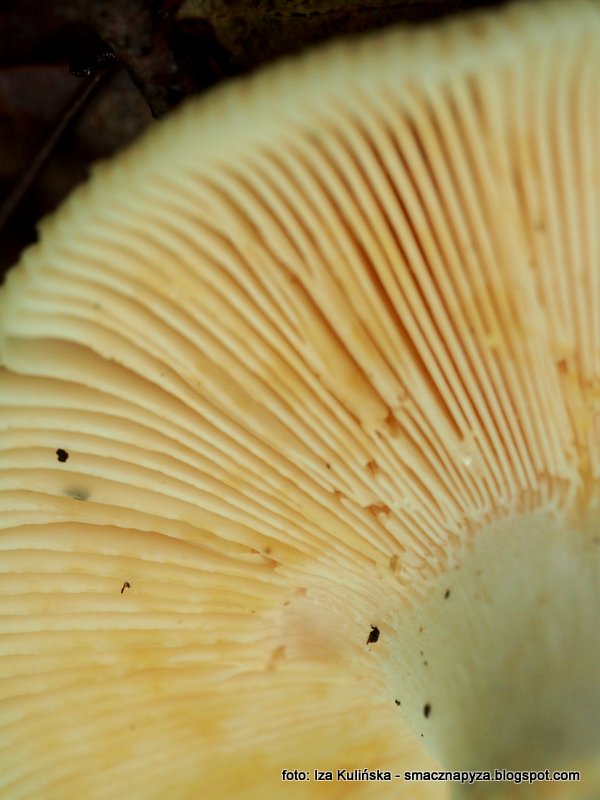 hymenofor_golabka_zielonawego blaszki, spod kapelusza, golabek zielonawy, golabki, jaki to grzyby, blaszka, kosz grzybow, po grzybobraniu, rozpoznajemy grzyby