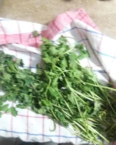 coriander-leaves-should-be-completely-dry