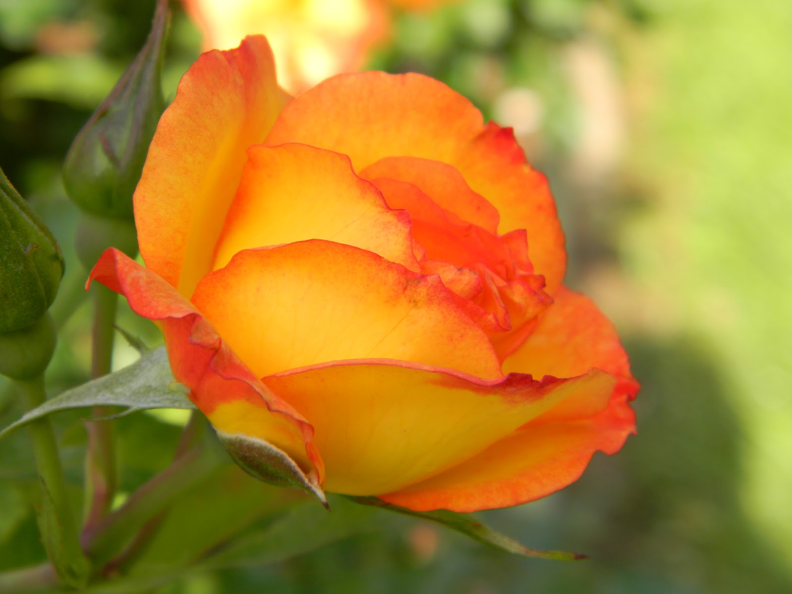 RVFulltimingLove Rose Garden Tyler Texas