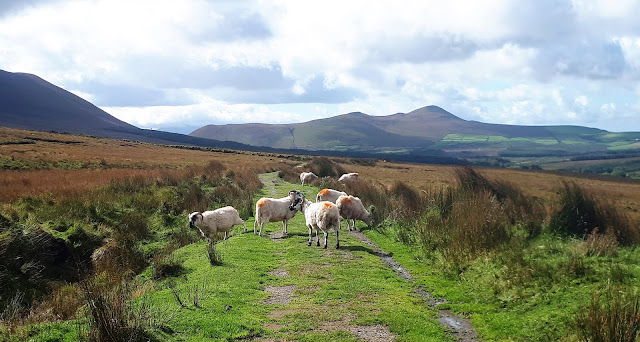 vaeltaminen, vaeltaminen yksin, vaeltaminen irlannissa, naissa maisemissa mieli lepaa, paivavaellus, vaeltaminen ruoka, irlanti luonto, irlanti luontokohteet, nummi, kasvillisuus, Kerry Camino, kerry, lammas, lampaat polulla