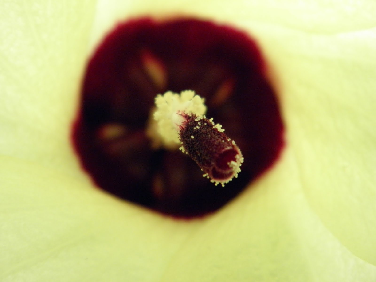 Down Under J. Michael Bora Bora Fauna and Flora