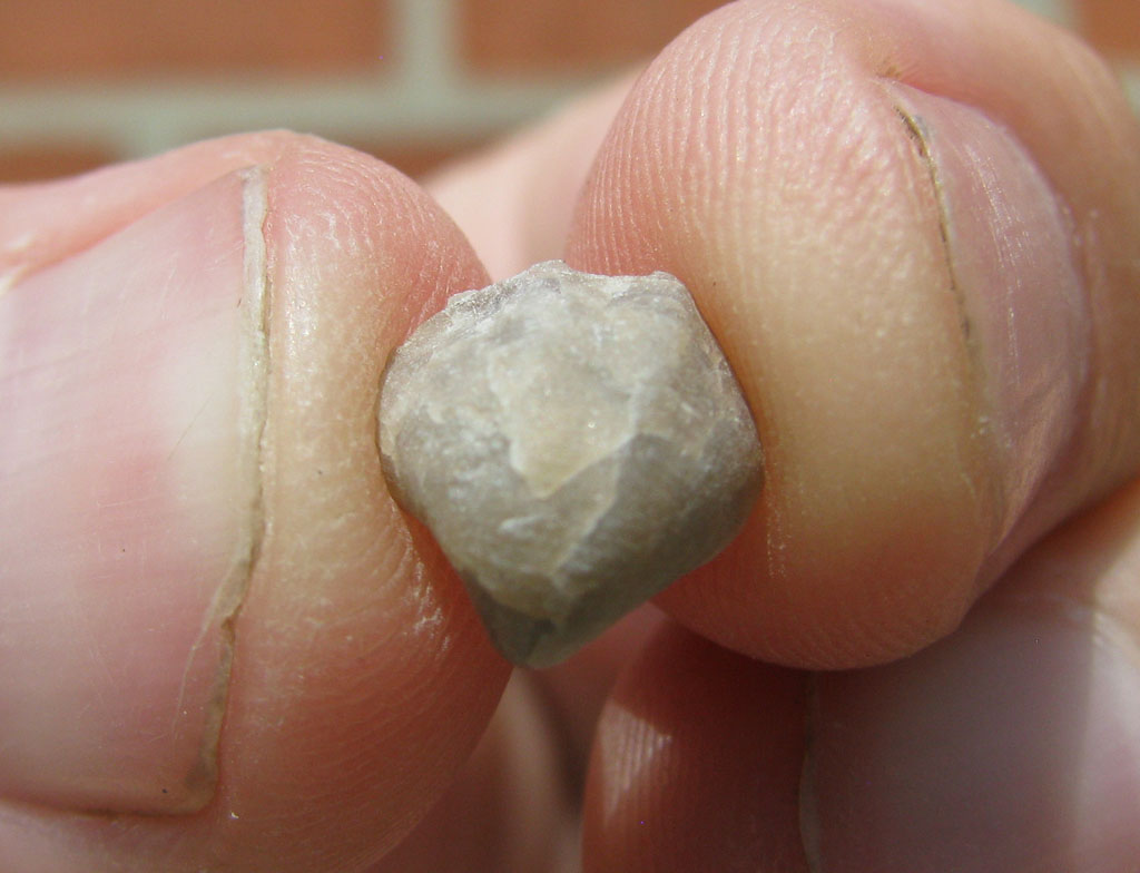 Views of the Mahantango Ambocoelia umbonata Brachiopod from the Silica