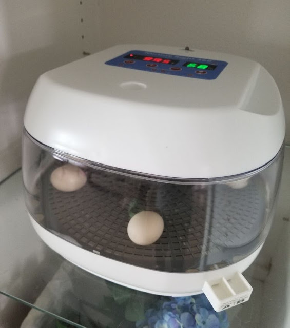 10 Tips for Successfully Hatching Chicken Eggs