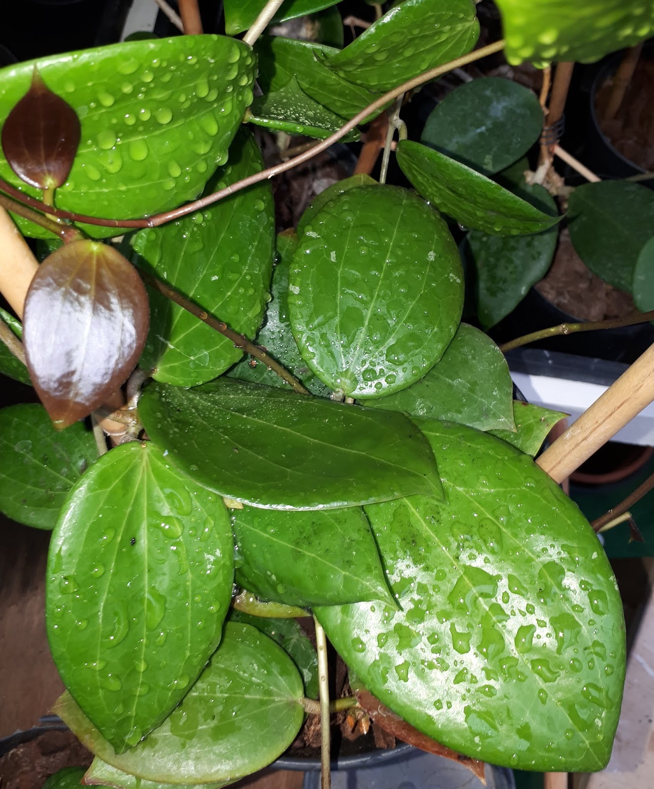 Gerrit's Hoya flowers: Hoya verticillata