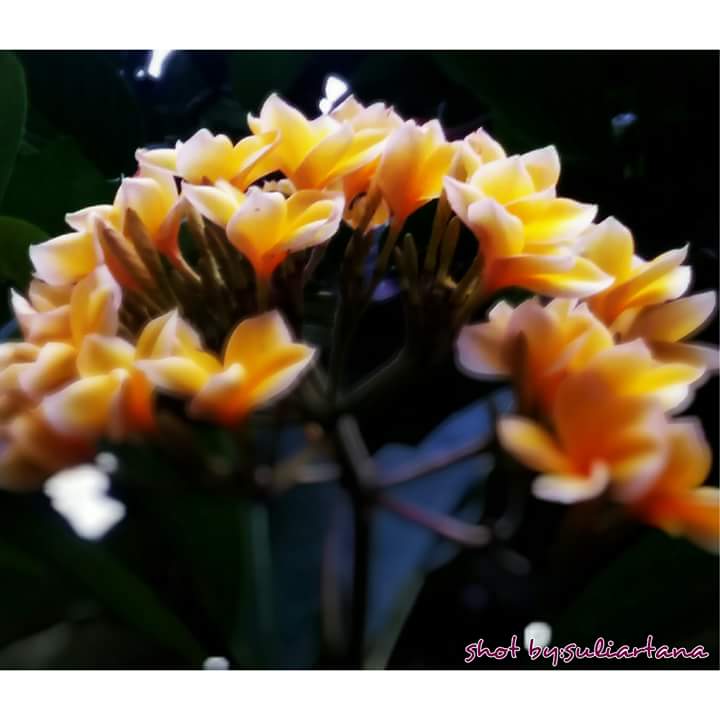 Mitos Bunga Kamboja Kelopak 4 6 9