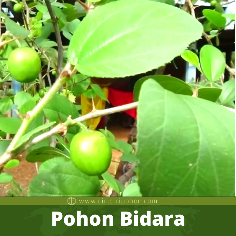 Bibit Pohon Bidara