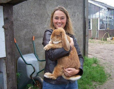 French Lop Rabbit Pet Breed