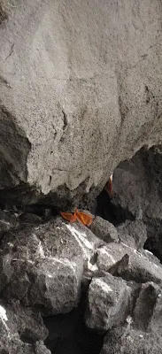 Puffin hiding behind a rock on Iceland's Dyrhólaey Peninsula on the South Coast